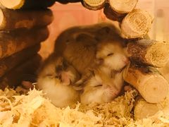 -龙猫仔乐园(惠福东路店)