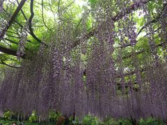 -嘉定紫藤园