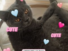 -有喵·猫咖·狗咖·30几只猫10只小狗(岗厦店)