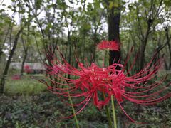 -西湖风景区-江洋畈生态公园