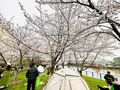 -高东镇樱花园