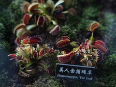 -中国科学院西双版纳热带植物园