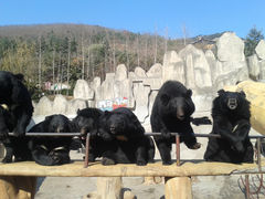 -东方熊牧场