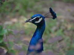 -北京麋鹿生态实验中心