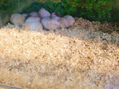 -山东嘉汇文化用品有限公司张店凤凰国际分公司(新村西路店)