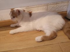 -Cappucimeow猫咪咖啡馆(韦伯时代店)