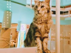 -猫小院猫主题餐厅(三里屯店)