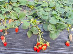 -喜杨洋草莓采摘园