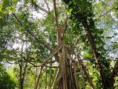 -中国科学院西双版纳热带植物园