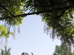 -嘉定紫藤园