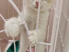 -藏猫猫咖啡主题馆(中央大道店)
