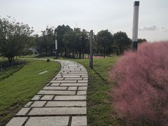 -上海滨江森林公园