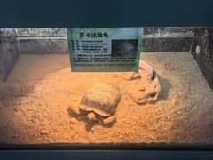 -上海大自然野生昆虫馆(东方明珠·爬宠昆虫探索中心)