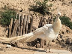 -青藏高原野生动物园