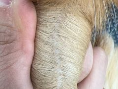 -唐小姐の猫狗洗护·购宠旗舰店(周浦万达店)
