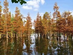 -白鹭湾湿地公园