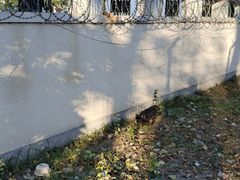 -三里屯东五街银杏大道