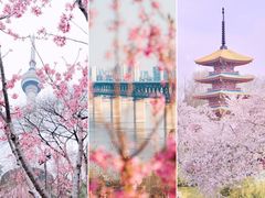 -武汉大学-樱园