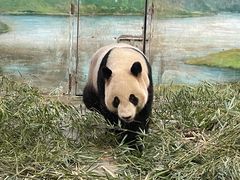 -上海野生动物园