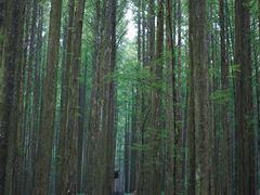 -武陵山森林公园