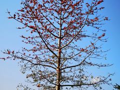 -中国科学院西双版纳热带植物园