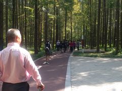 -黄海国家森林公园