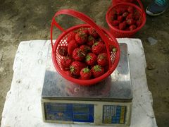 -喜杨洋草莓采摘园