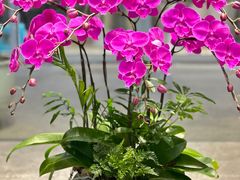 -上海虹桥花卉市场经营管理有限公司-停车场