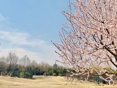 -永定河休闲森林公园