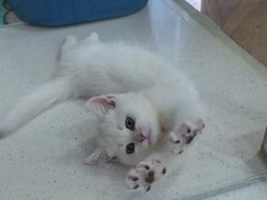 -糯米喵星人总部直营旗舰店·猫舍·幼猫出售