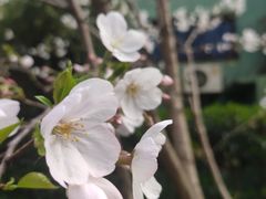 -徐家汇源景区-衡山公园