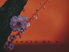-国家植物园