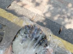 芝麻白团-江南春(中山中路店)