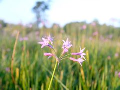 -白鹭湾湿地公园