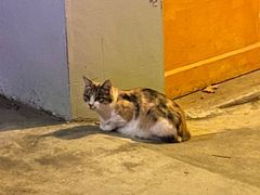 -ZING鲸鱼啤酒(葡萄院店)