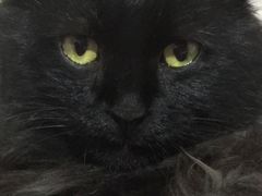 -萌兽医馆·犬猫专科·眼科中心·宠物医院(朝阳门分院)