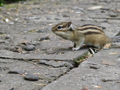 -五营红松林海景区
