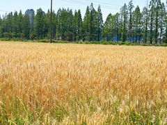 -塘栖枇杷特色园区