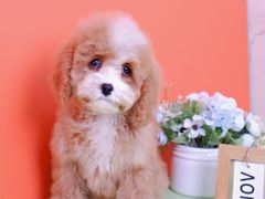 -翊宠yipet猫狗购宠庄园犬舍•猫舍