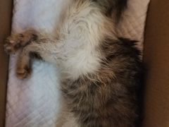 -汪喵宠物医院·骨科心脏影像·犬猫急重症ICU诊疗中心(成华分院)