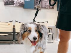 -伟伟宠物医院·CT影像中心·瑞派犬猫综合性门诊(汉口总院)