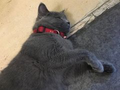 -猫色咖啡·猫咖