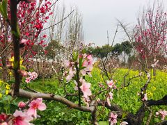 -南汇水蜜桃采摘(大团店)