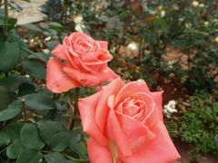 -松山湖梦幻百花洲