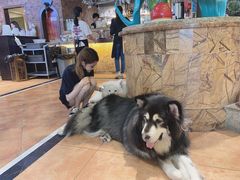 -more than meow吴止猫主题餐厅(承德 中船汇店)