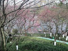 -重庆彩云湖湿地公园