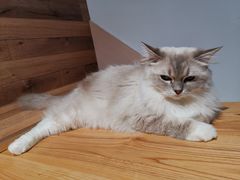 -瞄一喵猫咖(格力海岸店)