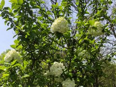 -合肥三国新城遗址公园