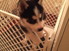 -爱侣宠医·鹦鹉专科·小型哺乳类·异宠专科(灵石路店)