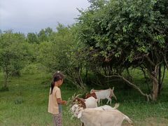 -塞罕坝国家级自然保护区